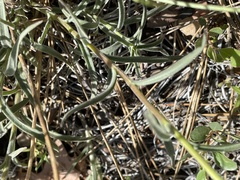 Castilleja miniata miniata