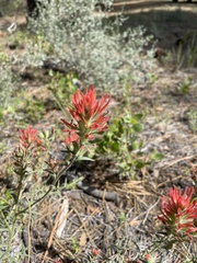 Castilleja miniata miniata