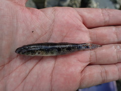 Glossogobius