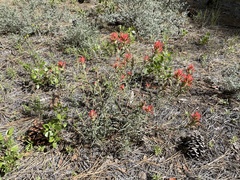 Castilleja miniata miniata
