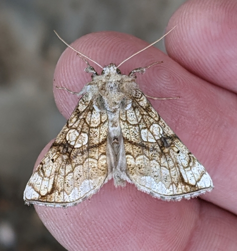 Polychrysia esmeralda (Oberthür, 1880)