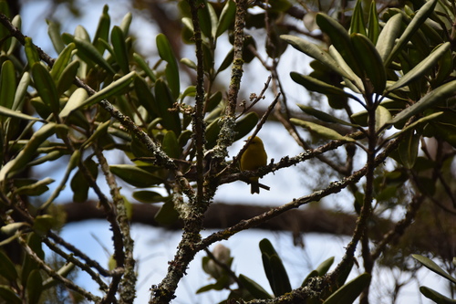 Anianiau (Magumma parva), photo 6