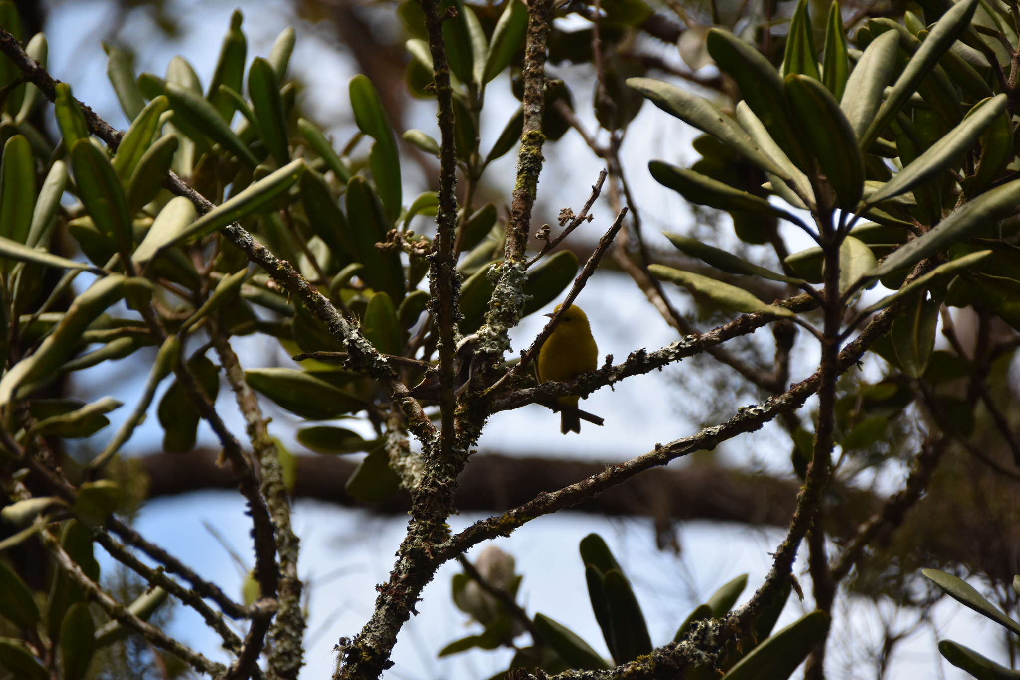 Anianiau (Magumma parva), photo 6