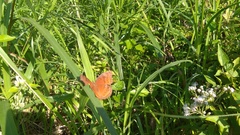 Junonia hedonia