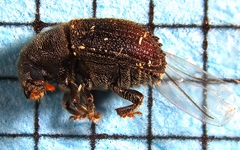 Image of Phloeosinus dentatus
