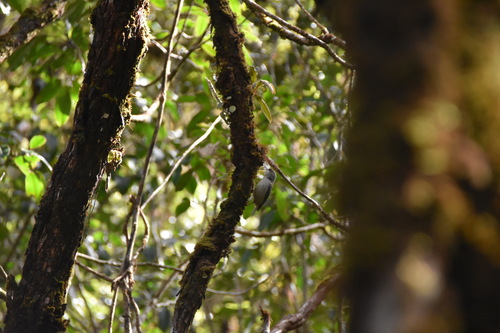 Akikiki (Oreomystis bairdi), photo 7