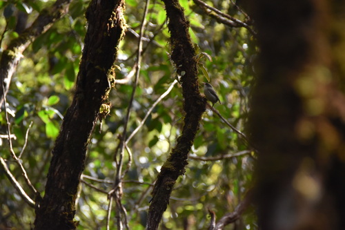 Akikiki (Oreomystis bairdi), photo 8
