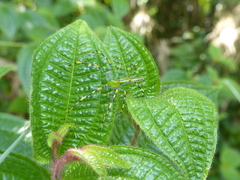 Peucetia madagascariensis