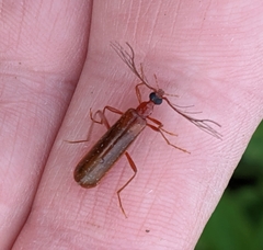 Dendroides ephemeroides