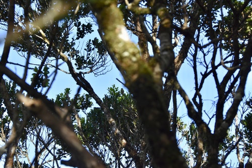 Loxopse de Kauai (Loxops caeruleirostris)