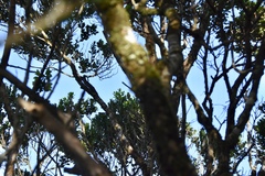 Loxops caeruleirostris