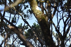 Loxops caeruleirostris