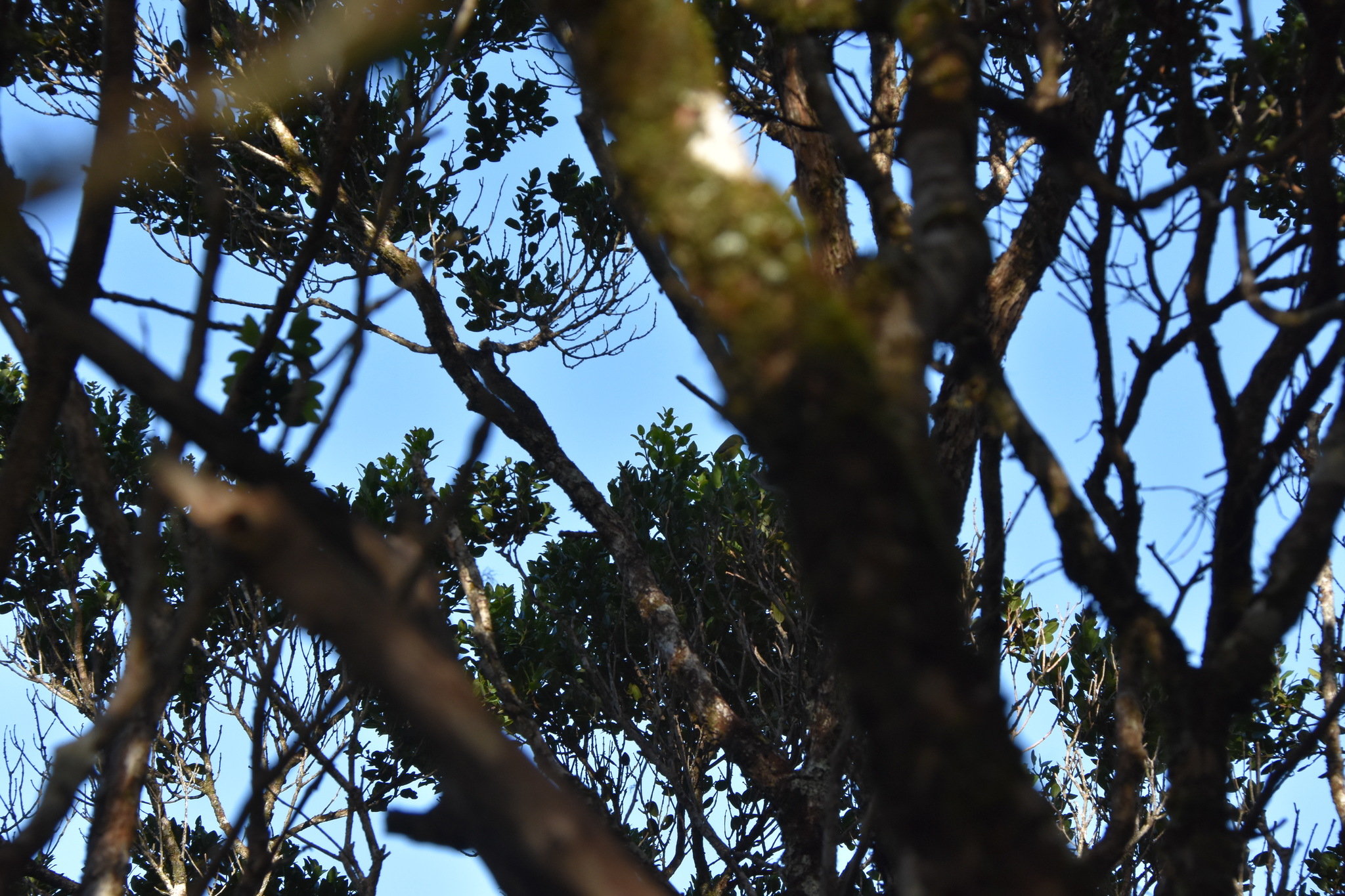 Akekee (Loxops caeruleirostris), photo 9