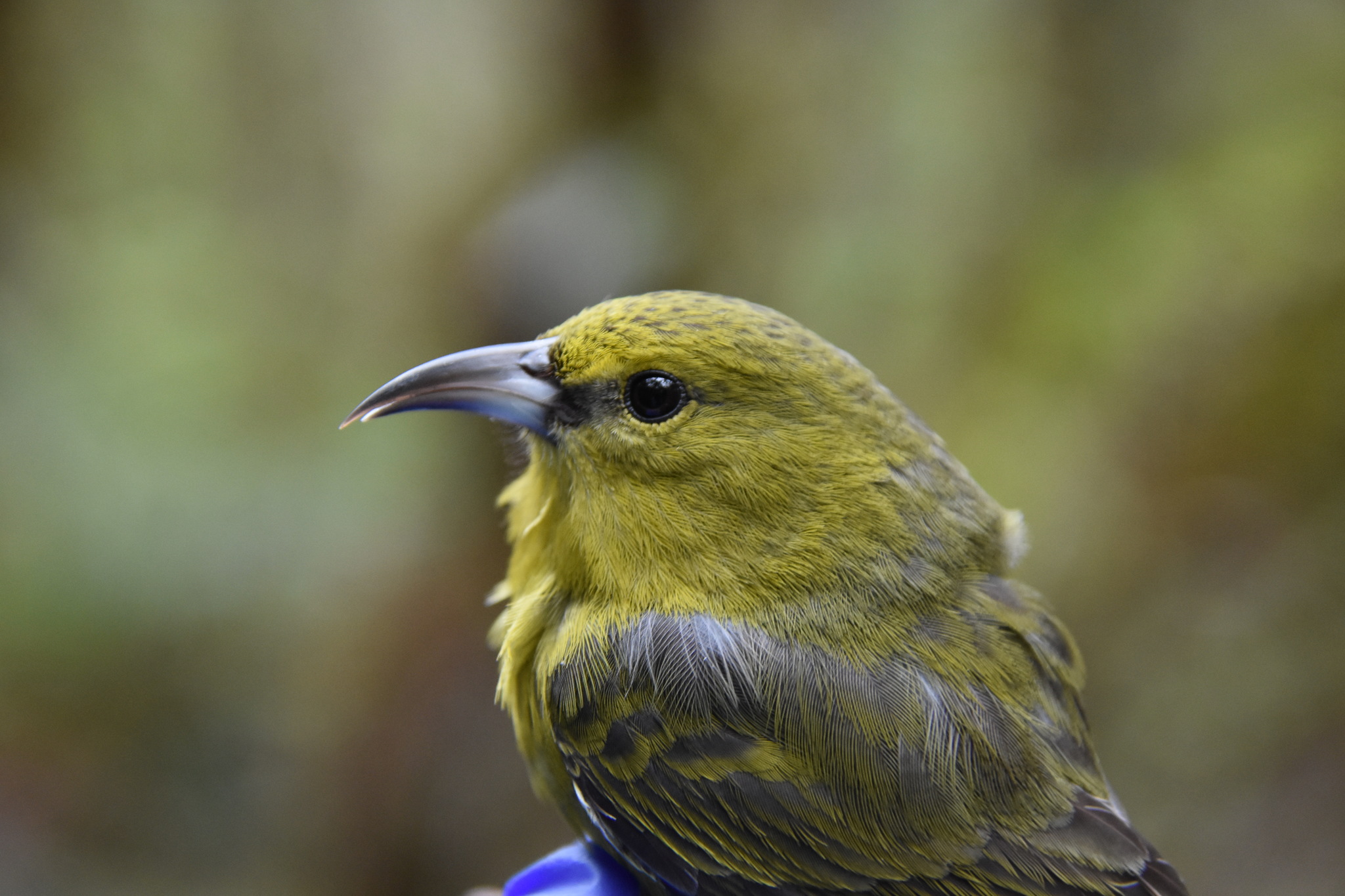 Kauai Amakihi (Chlorodrepanis stejnegeri), photo 2