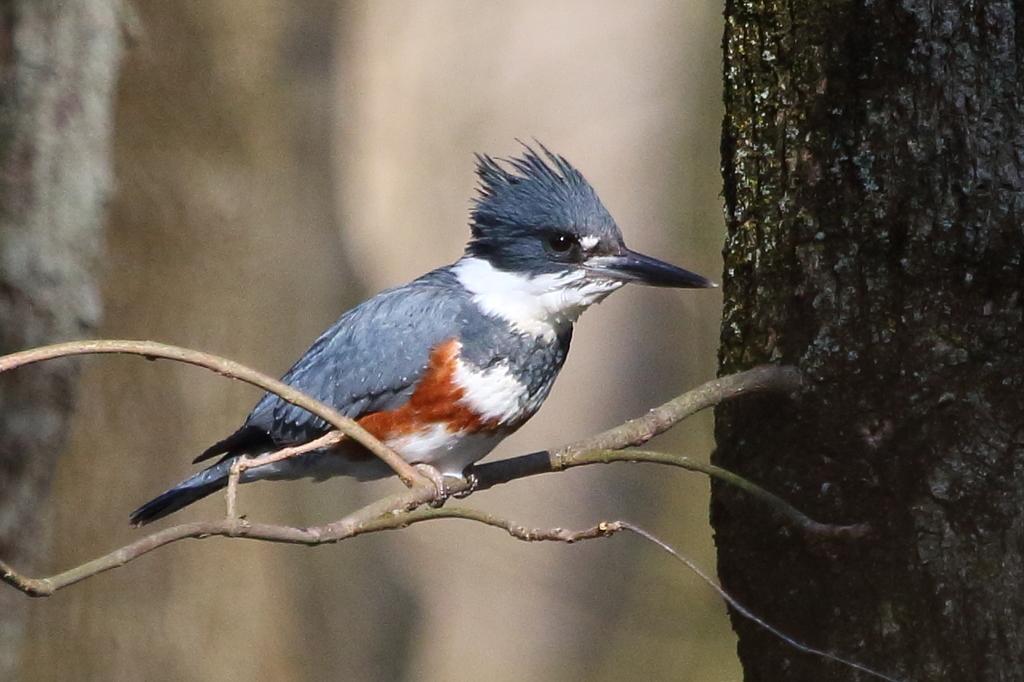 Belted Kingfisher (Crum Woods Biodiversity Guide) · iNaturalist