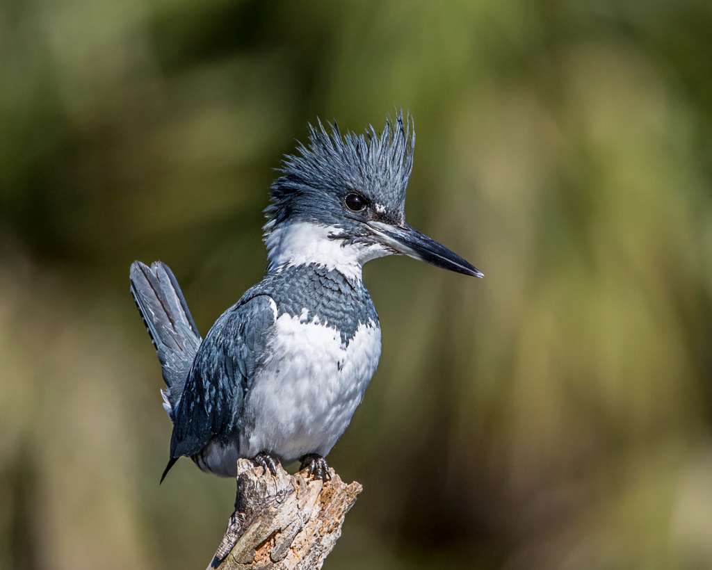 Belted Kingfisher (Wildlife and Wildflowers of Central Texas - Birds) ·  iNaturalist