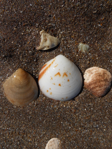 Glycymeris longior