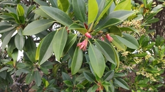 Bruguiera gymnorhiza