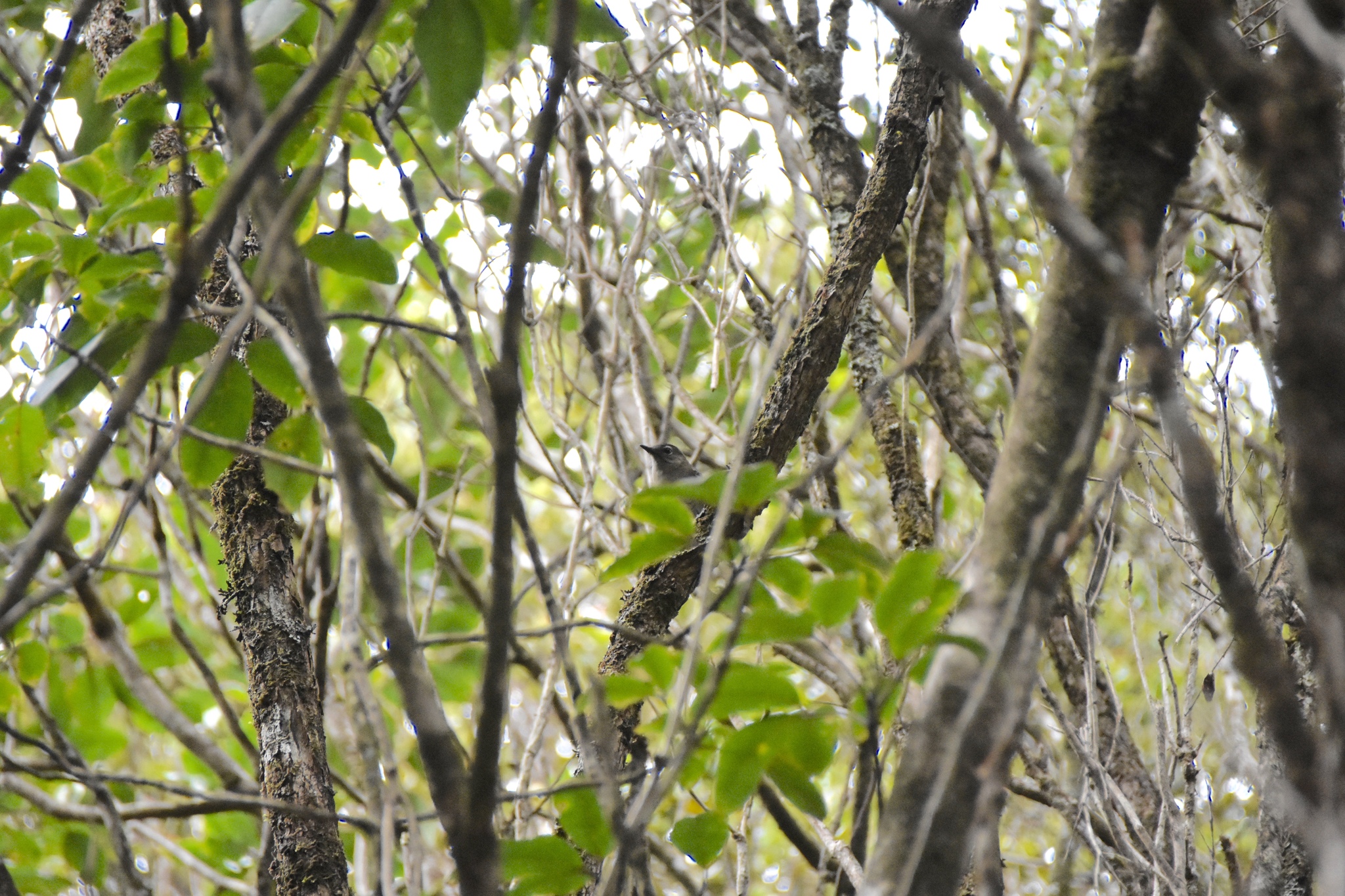 Puaiohi (Myadestes palmeri)