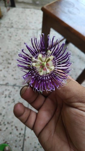 Passiflora 'Soi Fah'