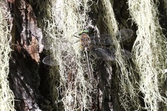 Cordulia shurtleffii