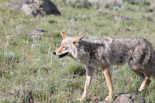 Coyote photographed in Wyoming