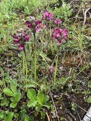 Pedicularis ornithorhynchos