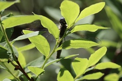 Somatochlora semicircularis