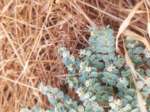 photo of Whitemargin Sandmat (Euphorbia albomarginata)