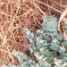 photo of Whitemargin Sandmat (Euphorbia albomarginata)