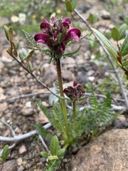 Pedicularis ornithorhynchos