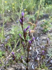 Gentianella propinqua