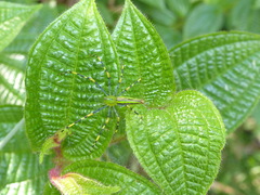 Peucetia madagascariensis