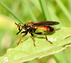 Lampria rubriventris