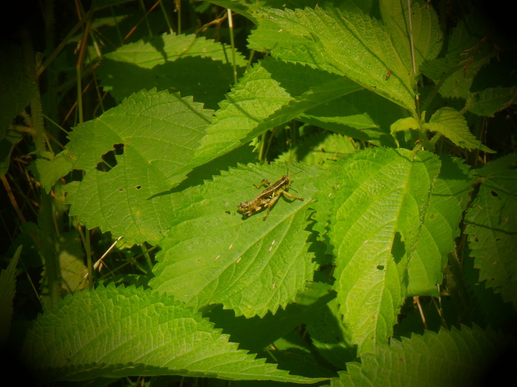 Walsh's Locust