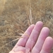 photo of Great Brome (Bromus diandrus)