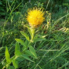 Centaurea macrocephala