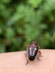 Perillus circumcinctus
