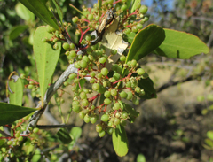 Gymnosporia senegalensis image