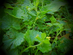 Trifolium dubium