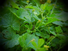 Trifolium dubium