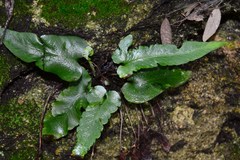 Asplenium sagittatum