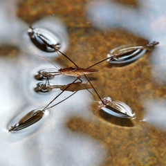Limnometra cursitans