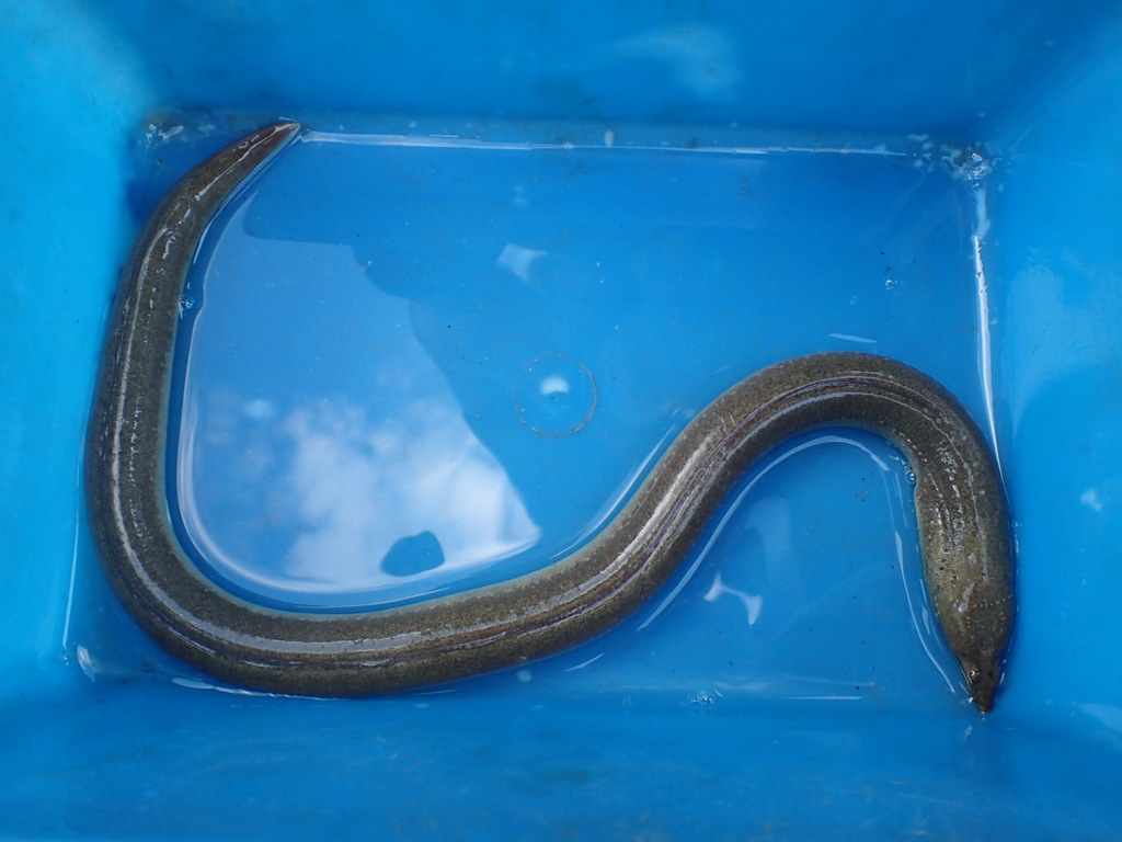Mindora Snake Eel