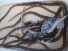 Lamnostoma mindora