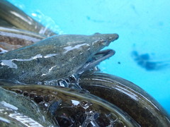 Lamnostoma mindora