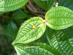 Peucetia madagascariensis