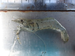 Macrobrachium formosense