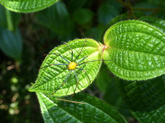 Peucetia madagascariensis