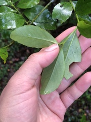 Laurelia sempervirens